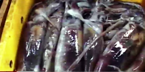 Mực ma giá chỉ từ 20.000 - 30.000 đồng/kg. Mực ma giá chỉ từ 20.000 - 30.000 đồng/kg.