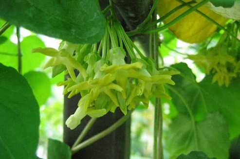 Hoa thiên lý. Hoa thiên lý.