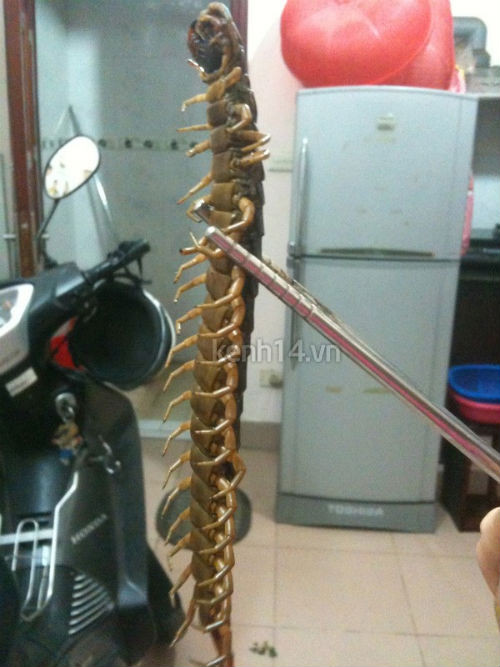 Nó to hơn rất nhiều so với những con rết mà mọi người thường thấy. Nó to hơn rất nhiều so với những con rết mà mọi người thường thấy.