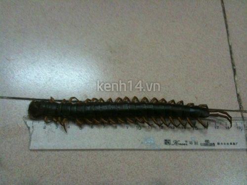 Ban đầu, con rết dài 23cm nhưng do bị đem ra ngâm rượu nên nó chỉ co lại còn khoảng 18cm. Ban đầu, con rết dài 23cm nhưng do bị đem ra ngâm rượu nên nó chỉ co lại còn khoảng 18cm.