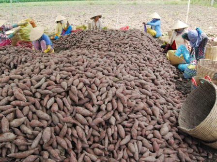 Thương lái Trung Quốc đang khiến nông dân Việt Nam điêu đứng Thương lái Trung Quốc đang khiến nông dân Việt Nam điêu đứng