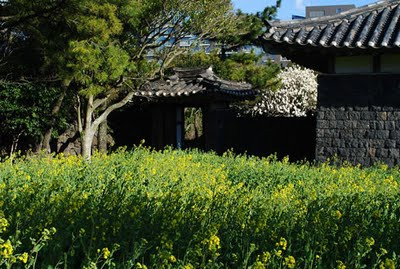 Đến Jeju, bạn sẽ được giới thiệu đi thăm Làng Văn hóa Dân gian Jeju, là địa điểm chính quay bộ phim truyền hình “Nàng Dae Jang Geung” nổi tiếng. Đến Jeju, bạn sẽ được giới thiệu đi thăm Làng Văn hóa Dân gian Jeju, là địa điểm chính quay bộ phim truyền hình “Nàng Dae Jang Geung” nổi tiếng.
