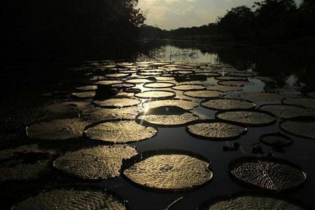 Những cây hoa súng tại khu bảo tồn quốc gia Pacaya Samiria.