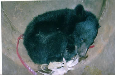 Chú gấu bị bắt chờ lên "bàn mổ". Ảnh Thiennhien.net Chú gấu bị bắt chờ lên "bàn mổ". Ảnh Thiennhien.net