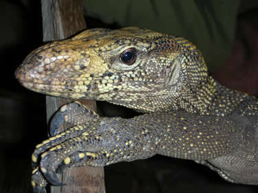 Kỳ đà loài động vật bò sát được giới lắm tiền "nghiện" vì tác dụng bồi bổ sinh lực tuyệt vời như nhiều người đồn thổi. Ảnh Thiênnhien.net Kỳ đà loài động vật bò sát được giới lắm tiền "nghiện" vì tác dụng bồi bổ sinh lực tuyệt vời như nhiều người đồn thổi. Ảnh Thiênnhien.net