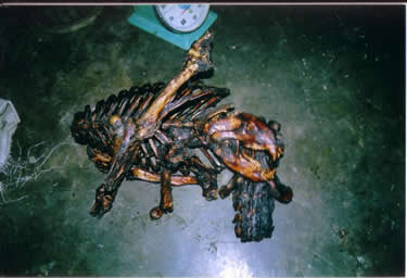 Xương gấu chuẩn bị đem nấu cao. Ảnh Thiennhien.net Xương gấu chuẩn bị đem nấu cao. Ảnh Thiennhien.net