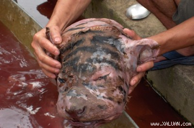 Người ta làm thịt hổ như làm thịt một con lợn nhà nuôi không ghê tay Người ta làm thịt hổ như làm thịt một con lợn nhà nuôi không ghê tay