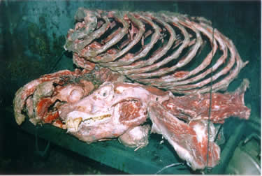 Bộ xương hổ đang chờ làm thực đơn cho khách. Ảnh Thiennhien.net Bộ xương hổ đang chờ làm thực đơn cho khách. Ảnh Thiennhien.net