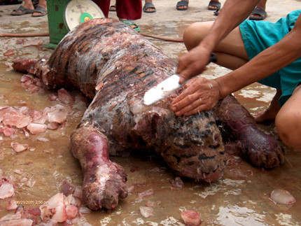 Bức ảnh gây sốc của nhà báo Hoàng Anh Sướng về cảnh làm thịt hổ nấu cao được đăng tải trên báo VTC Bức ảnh gây sốc của nhà báo Hoàng Anh Sướng về cảnh làm thịt hổ nấu cao được đăng tải trên báo VTC