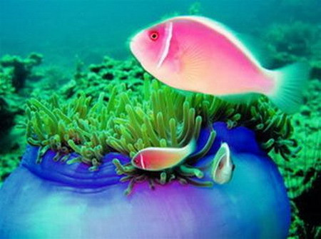 Hòn Mun là khu bảo tồn biển đầu tiên của Việt Nam Hòn Mun là khu bảo tồn biển đầu tiên của Việt Nam