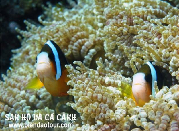 San hô dưới đáy biển ở Hòn Mun - Nha Trang San hô dưới đáy biển ở Hòn Mun - Nha Trang