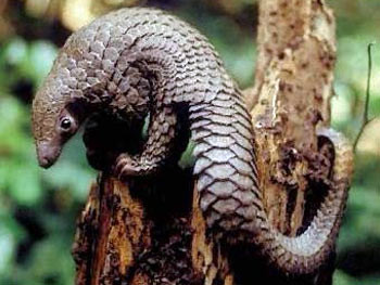 Sách đỏ Việt Nam xếp tê tê vào nhóm V (nhóm động vật nguy cấp, có nguy cơ tuyệt chủng) Sách đỏ Việt Nam xếp tê tê vào nhóm V (nhóm động vật nguy cấp, có nguy cơ tuyệt chủng)