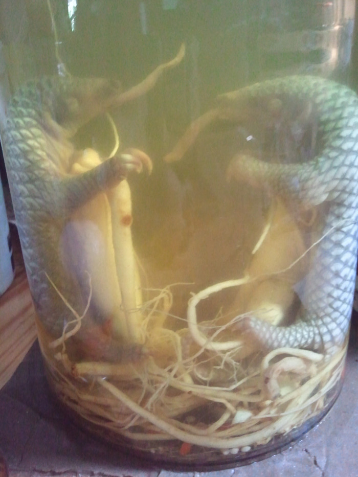 Những con tê tê ngâm trong bình rượu để phục vụ những người ham của lạ. Những con tê tê ngâm trong bình rượu để phục vụ những người ham của lạ.