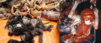 Không chỉ làm thịt để ăn, người ta còn mang những con voọc này đi ngâm rượu để bồi bổ. Ảnh CAND Không chỉ làm thịt để ăn, người ta còn mang những con voọc này đi ngâm rượu để bồi bổ. Ảnh CAND