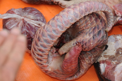 Tuy nhiên loài động vật này vẫn bị săn lùng ráo riết Tuy nhiên loài động vật này vẫn bị săn lùng ráo riết