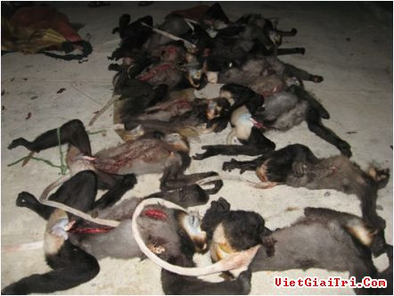 Những con voọc đáng thương đang bị xẻ thịt hàng ngày Những con voọc đáng thương đang bị xẻ thịt hàng ngày