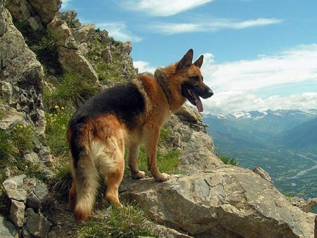 Khuyển giống Becgie Đức: 1.000 - 50.000 USD (20 triệu – 1 tỷ đồng) Khuyển giống Becgie Đức: 1.000 - 50.000 USD (20 triệu – 1 tỷ đồng)