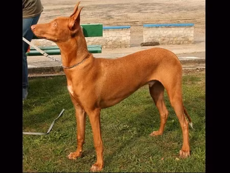 Giống chó săn Pharaoh Hound Ai Cập: 2.500 - 6.500 USD (52 – 136 triệu đồng)