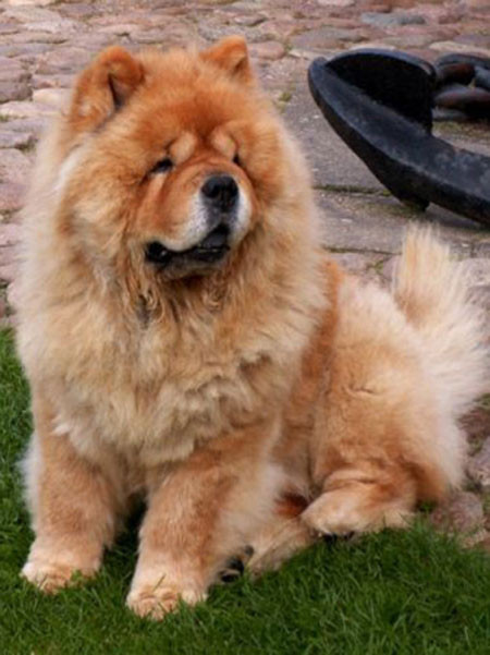 Khuyển giống Chow Chow: 1.000 - 8.500 USD (20 - 178 triệu đồng) Khuyển giống Chow Chow: 1.000 - 8.500 USD (20 - 178 triệu đồng)