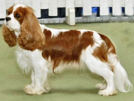 Khuyển Cavalier King Charles Spaniel: 1.000 - 14.000 (20 – 294 triệu đồng) Khuyển Cavalier King Charles Spaniel: 1.000 - 14.000 (20 – 294 triệu đồng)