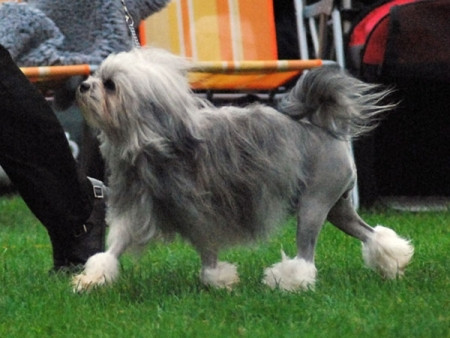 Khuyển Lowchen: 5.000 - 8.000 USD (100 – 168 triệu đồng) Khuyển Lowchen: 5.000 - 8.000 USD (100 – 168 triệu đồng)