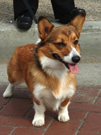Khuyển Corgi (xứ Wales): 1.000 USD (20 triệu đồng) Khuyển Corgi (xứ Wales): 1.000 USD (20 triệu đồng)