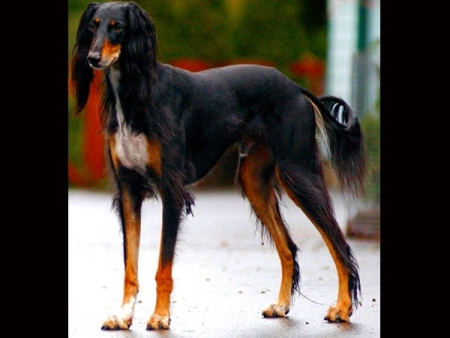 Khuyển giống Saluki: 2.500 USD (52 triệu đồng) Khuyển giống Saluki: 2.500 USD (52 triệu đồng)