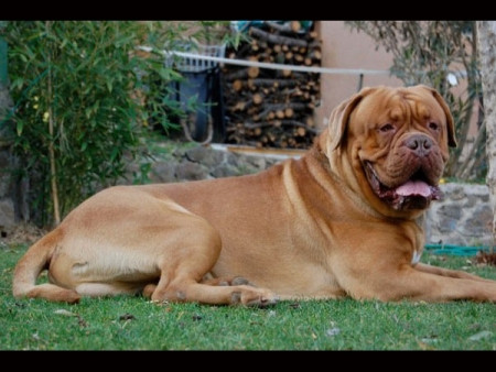 Khuyển giống Pháp: 3.000 USD (60 triệu đồng) Khuyển giống Pháp: 3.000 USD (60 triệu đồng)