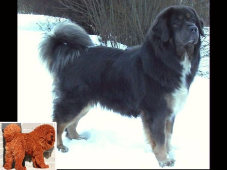 Chó Ngao Tây Tạng: 2.200 - 7.000 USD (46 – 147 triệu đồng) Chó Ngao Tây Tạng: 2.200 - 7.000 USD (46 – 147 triệu đồng)