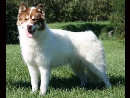 Khuyển giống Eskimo Canada: 7.000 (147 triệu đồng)