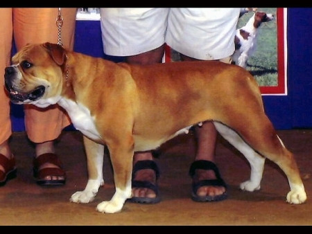 Khuyển giống Bulldog (Anh Quốc): 2.500 - 9.000 USD (52 - 189 triệu đồng) Khuyển giống Bulldog (Anh Quốc): 2.500 - 9.000 USD (52 - 189 triệu đồng)