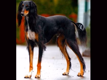 Khuyển giống Saluki: 2.500 USD (52 triệu đồng)