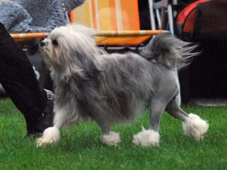 Khuyển Lowchen: 5.000 - 8.000 USD (100 – 168 triệu đồng)