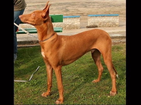 Giống chó săn Pharaoh Hound Ai Cập: 2.500 - 6.500 USD (52 – 136 triệu đồng) Giống chó săn Pharaoh Hound Ai Cập: 2.500 - 6.500 USD (52 – 136 triệu đồng)