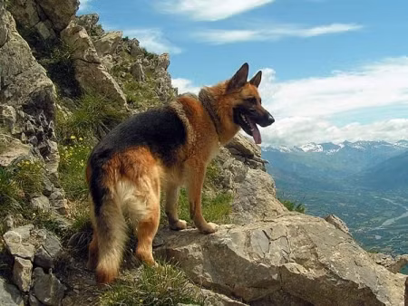 Khuyển giống Becgie Đức: 1.000 - 50.000 USD (20 triệu – 1 tỷ đồng)