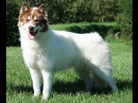 Khuyển giống Eskimo Canada: 7.000 (147 triệu đồng) Khuyển giống Eskimo Canada: 7.000 (147 triệu đồng)