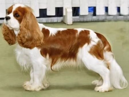 Khuyển Cavalier King Charles Spaniel: 1.000 - 14.000 (20 – 294 triệu đồng)