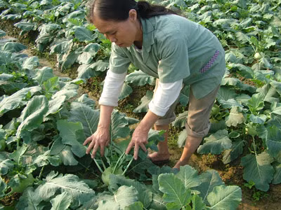 6. Về mùa hè, thời tiết miền Bắc không thể trồng được su hào nên người nông dân thường trồng ép dẫn đến lượng thuốc kích thích tăng vọt