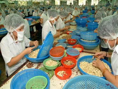 Giá điều xuất khẩu đang giảm Giá điều xuất khẩu đang giảm