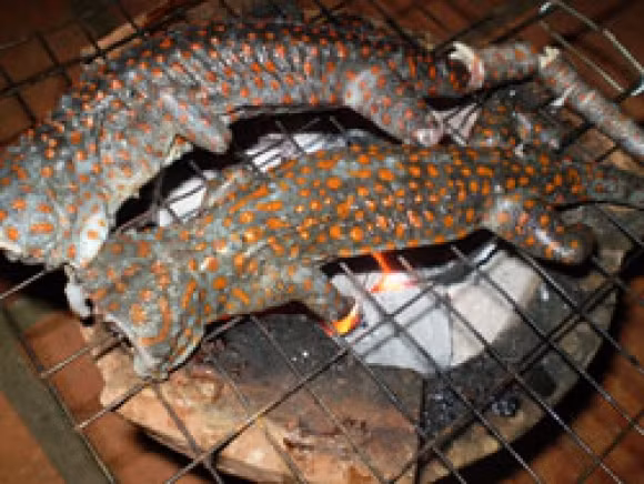 Tắc kè hoa nướng trên bếp than, bạn có dám thử?