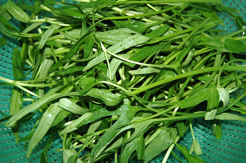 5. Rau muống cũng được xem là loại rau mùa hè bởi tốc độ phát triển nhanh. Xuất hiện thường xuyên trong mâm cơm của các gia đình, rau muống được xem là loại rau rẻ nhất và ăn lâu chán.