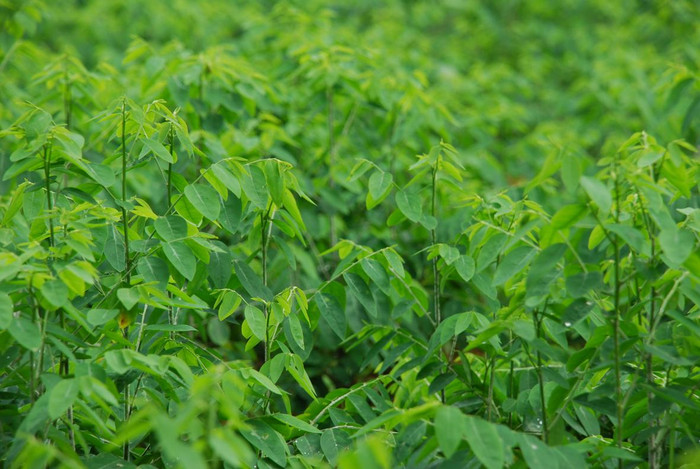 3. Rau ngót cũng là loại rau lý tưởng trong mùa hè, là loại rau có thể lớn lên trong đất cằn cỗi và mùa mưa rau ngót phát triển rất nhanh nên người trồng gần như không phải bón nhiều hóa chất.