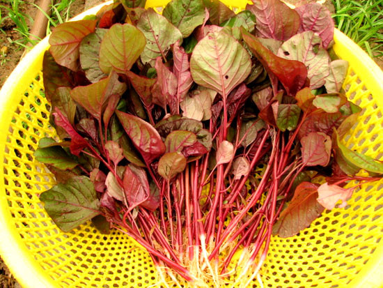 4. Mùa hè cùng là thời điểm rau dền nhiều và mềm hơn rau trái vụ