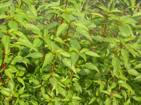 1. Rau đay là loại rau "ăn không biết chán" trong những ngày nóng nực