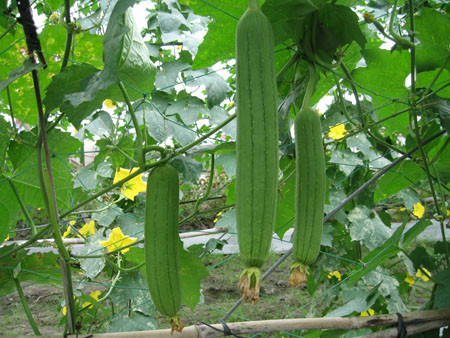 7. Mướp cũng là loại quả dễ chế biến các món ăn, mướp có vị ngọt mát, giàu chất xơ.