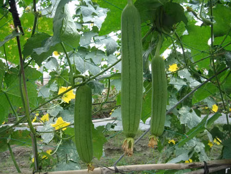 7. Mướp cũng là loại quả dễ chế biến các món ăn, mướp có vị ngọt mát, giàu chất xơ. 7. Mướp cũng là loại quả dễ chế biến các món ăn, mướp có vị ngọt mát, giàu chất xơ.