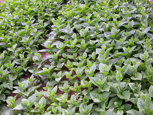 Về mùa hè mồng tơi, rau đay phát triển rất nhanh và không bị sâu bệnh nên người dùng không lo rau bị tưới hóa chất.