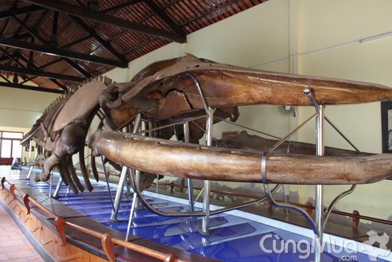 Đình Vạn Thủy Tú , nơi thờ bộ xương cá voi lớn nhất Việt Nam, tọa lạc tại đường Ngư Ông, phường Đức Thắng, TP Phan Thiết