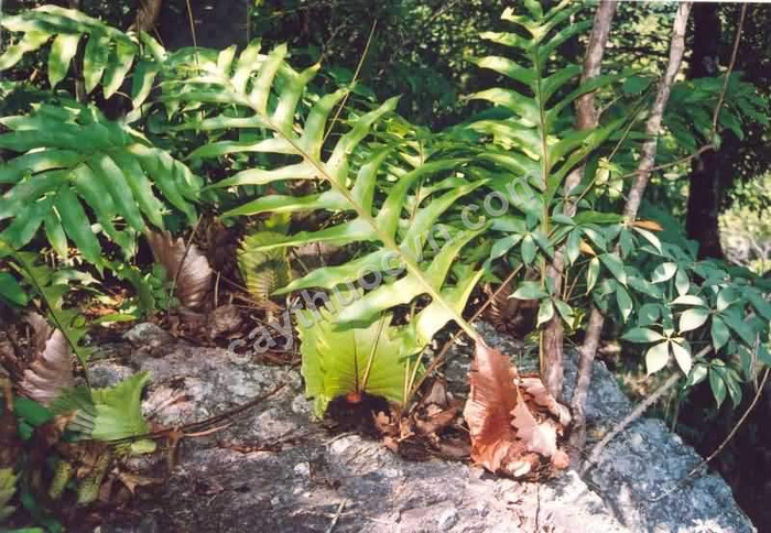 Những cây thuốc quý đang được tận diệt bán cho TQ Những cây thuốc quý đang được tận diệt bán cho TQ