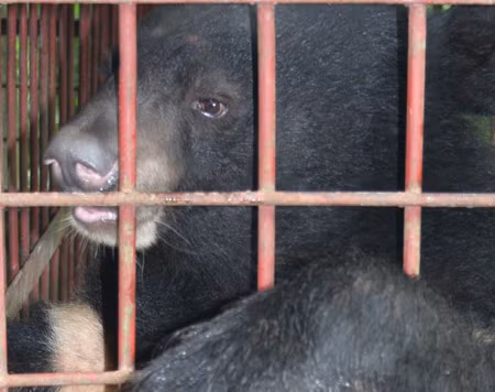 Tuy nhiên loài vật này đang bị săn đuổi, sát hại và khai thác bằng nhiều cách thức dã man để đáp ứng nhu cầu bồi bổ, chữa bệnh của những người lắm tiền.